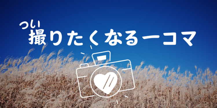 cook 今日なに作ろ？